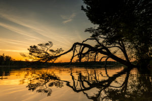 Eine niedrig wachsende Kiefer spiegelt sich nach Sonnenuntergang am Ufer des großen Ostersee bei Iffeldorf im Wasser. Eine niedrig wachsende Kiefer spiegelt sich nach Sonnenuntergang am Ufer des großen Ostersee bei Iffeldorf im Wasser.